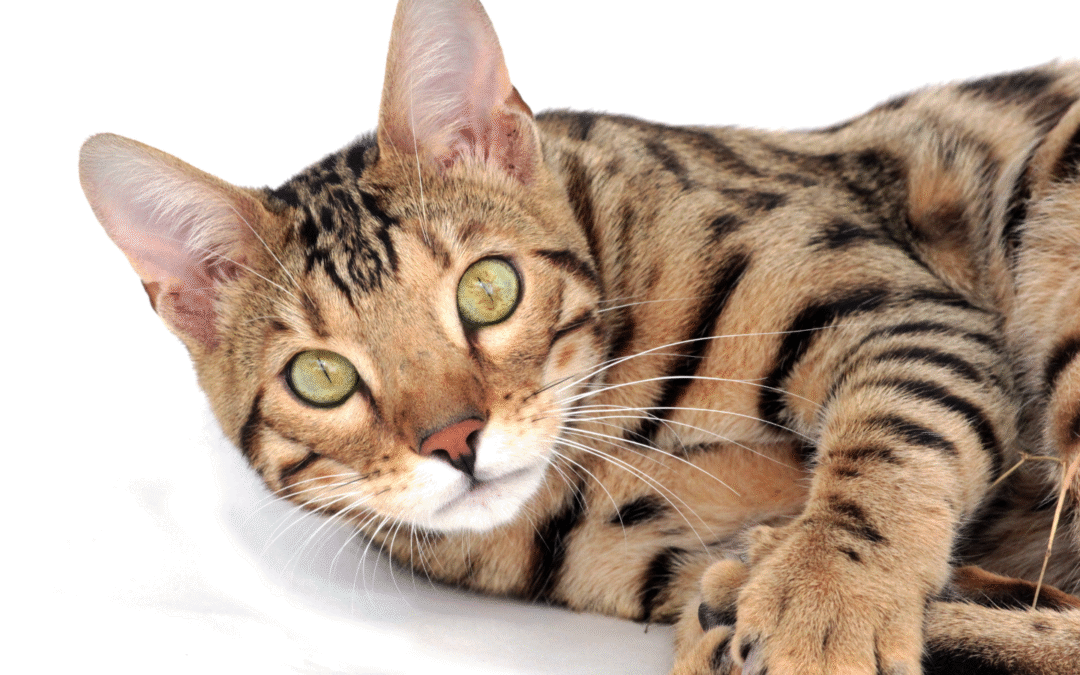 Tips for Safe Summer Travel with Your Pet