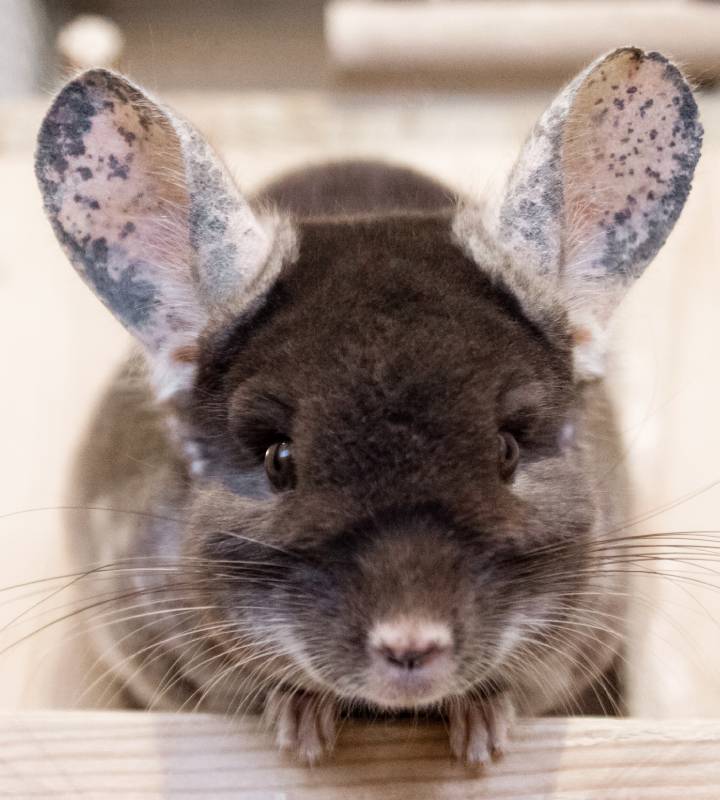 cute-chinchilla-of-brown-velvet-color-is-sitting-o-2023-11-27-05-14-31-utc (2) (1)