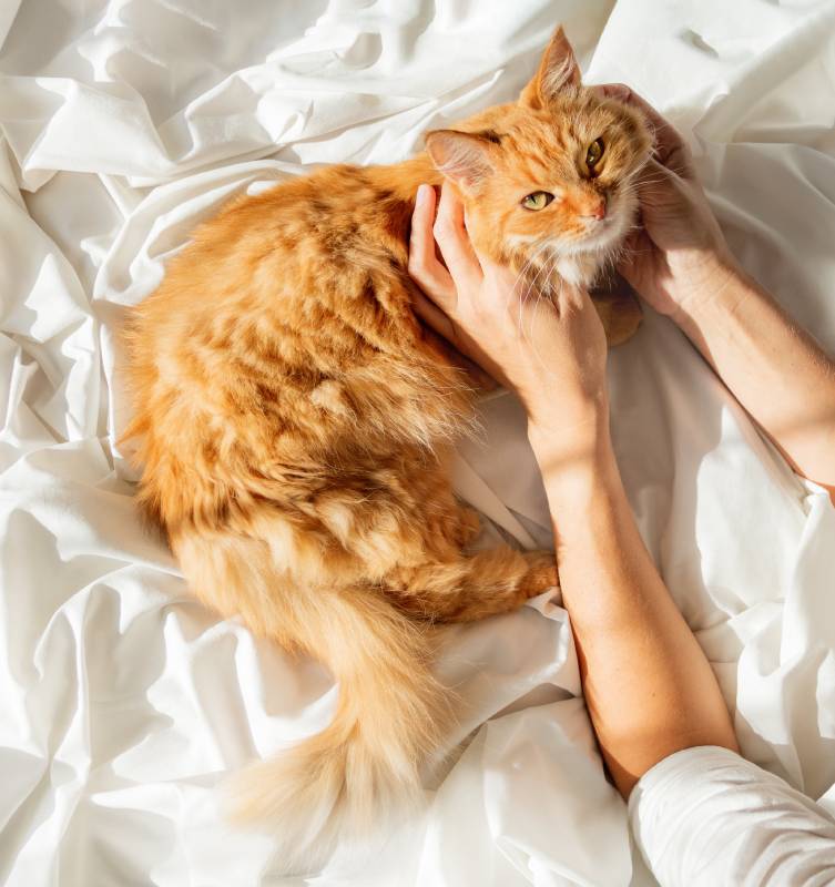 cute-ginger-cat-sleeps-on-woman-s-hand-fluffy-pet-2023-11-27-04-54-15-utc (1)