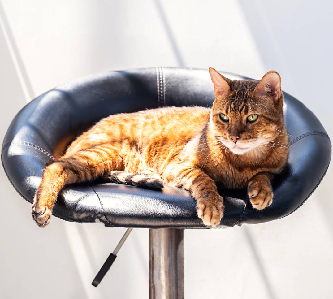 domestic-cat-rest-on-bar-chair-in-sunshine-2023-11-27-05-19-18-utc (1)