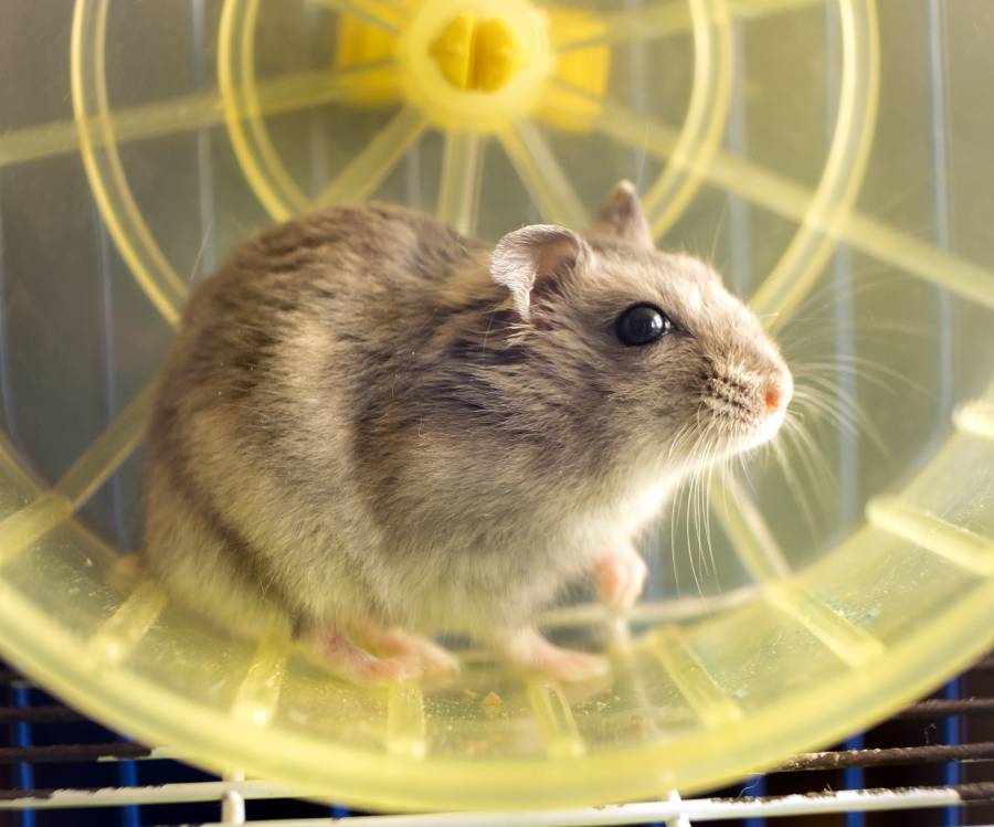 small-gray-jungar-hamster-rat-in-yellow-home-cage-2023-11-27-05-09-41-utc (1)