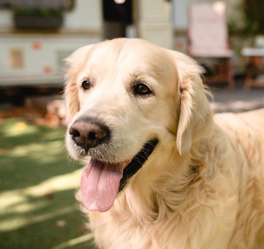 sunny-image-of-dog-domestic-animal-pet-golden-retr-2024-01-16-18-16-41-utc (1)