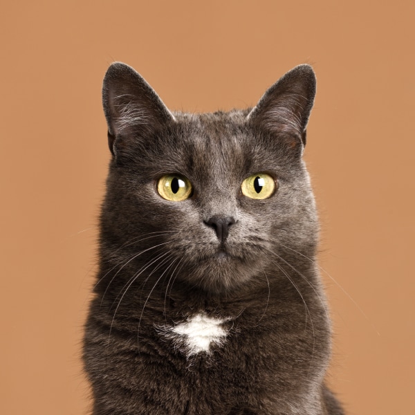 cute-grey-cat-2023-11-27-05-23-34-utc (1) (1)