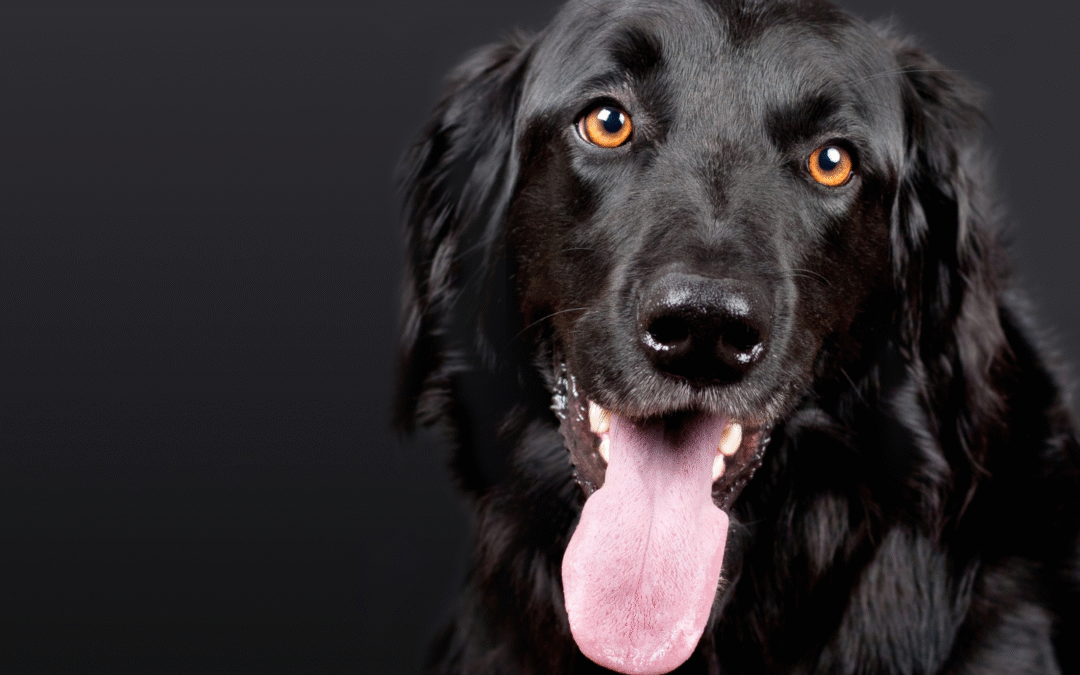 Toxic Talk: Pets and Poison Do Not Mix