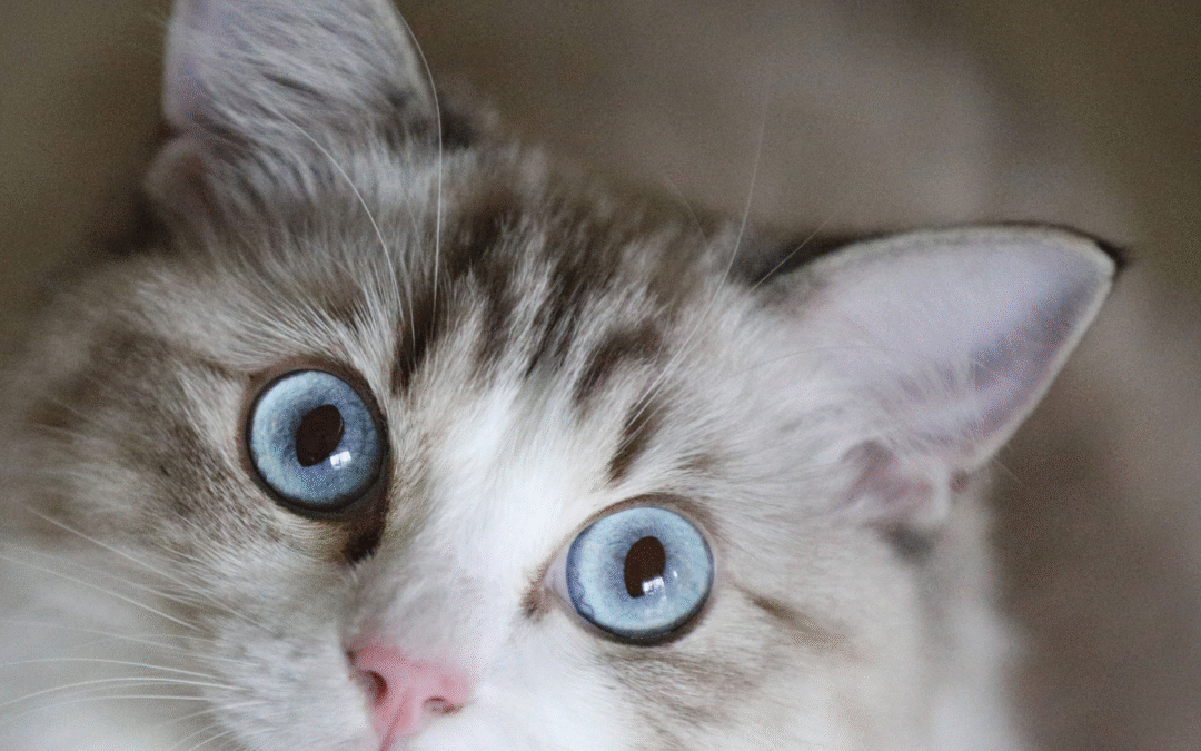 Dental Abscesses in Pets