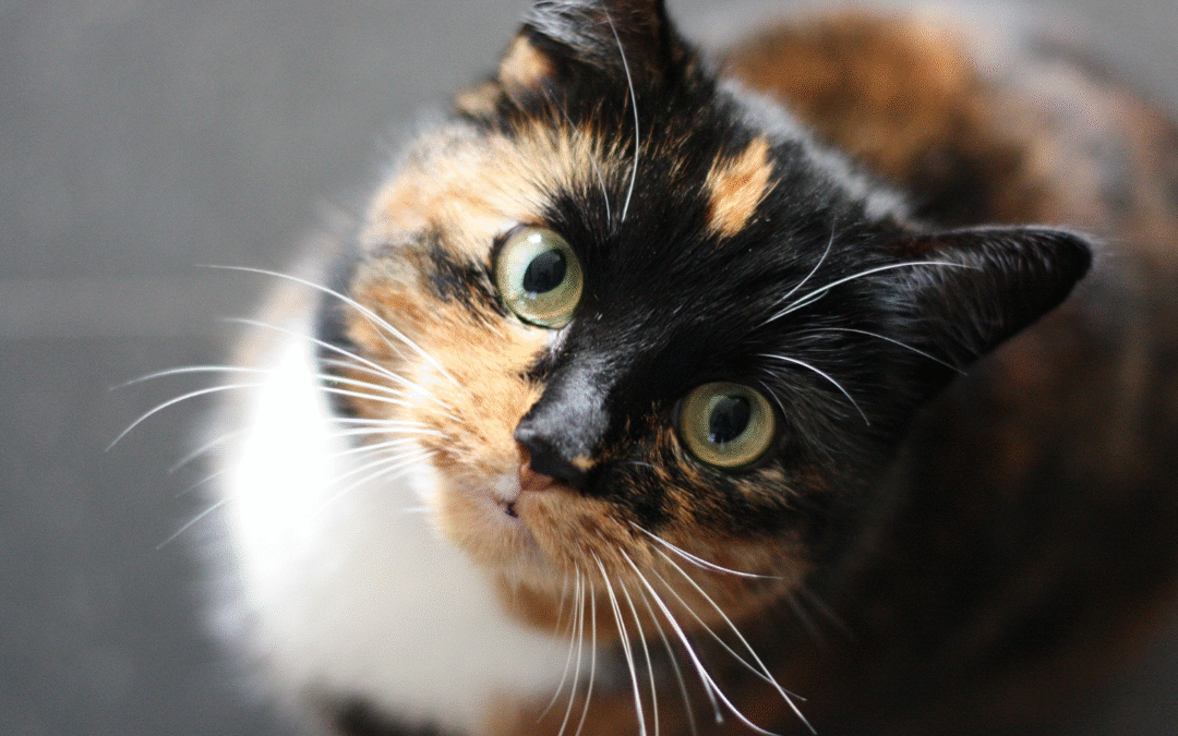 Help! My Pet Has Giardia?