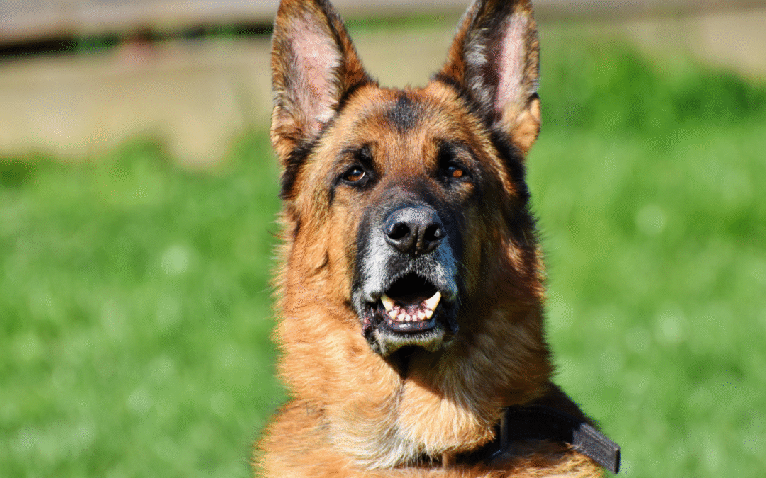 Hurricane Preparedness for Pets