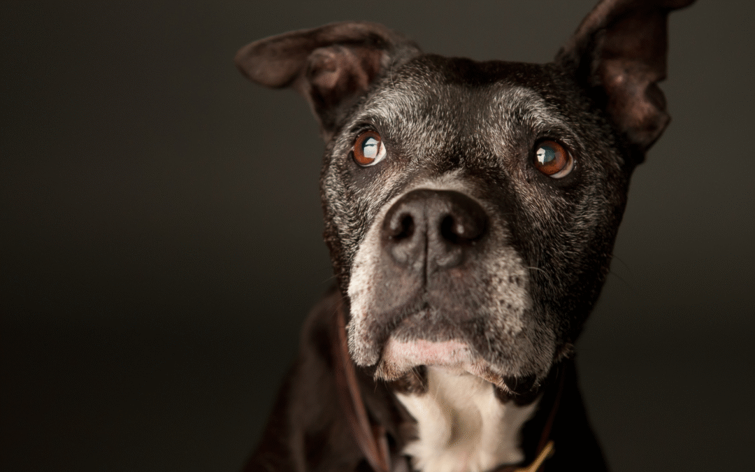 Keeping Pets Safe During Holiday Celebrations