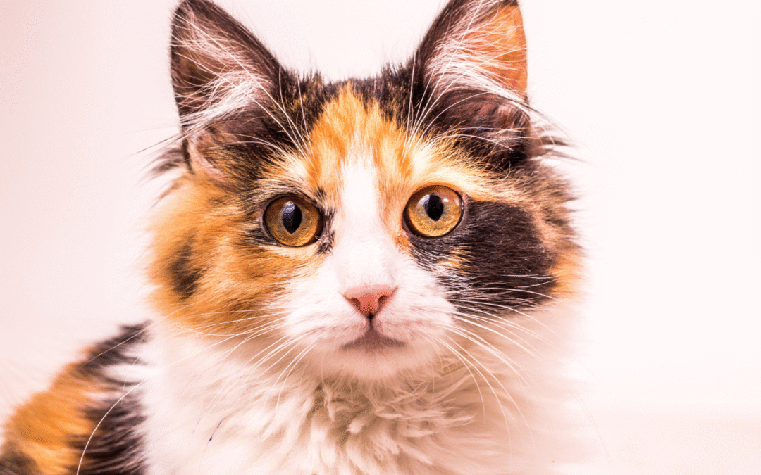 Readying Your Pets for Hurricane Season in Florida