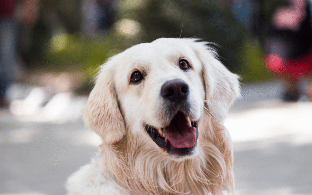 Pet Health: Dental Disease